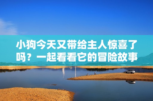 小狗今天又带给主人惊喜了吗？一起看看它的冒险故事！